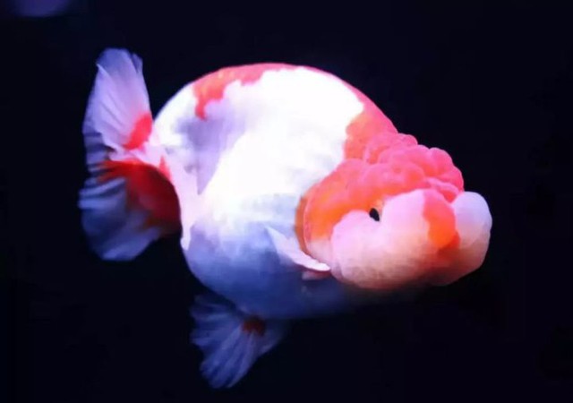 Goldfish, the most pitiful fish on our planet - Photo 13. Goldfish, the most pitiful fish on our planet - Photo 13.