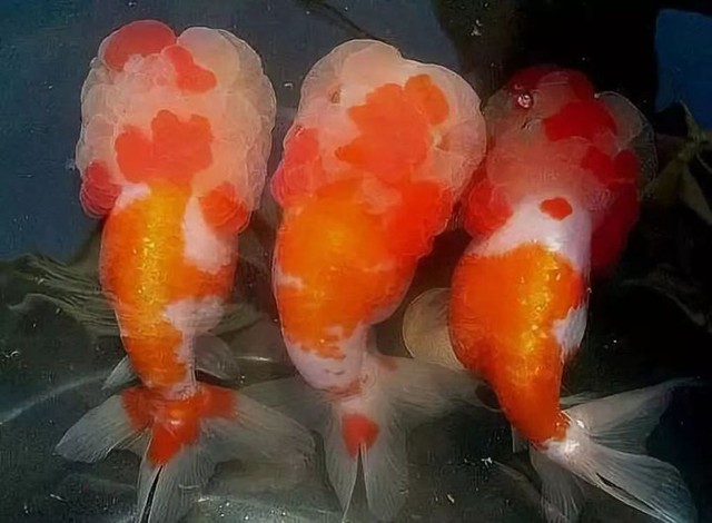 Goldfish, the most pitiful fish on our planet - Photo 16.