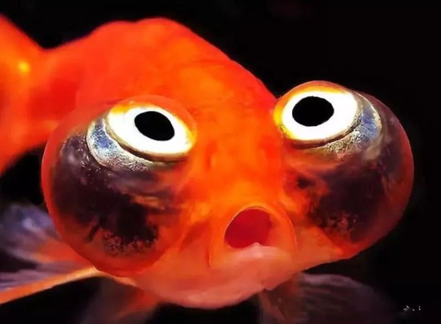 Goldfish, the most pitiful fish on our planet - Photo 4.