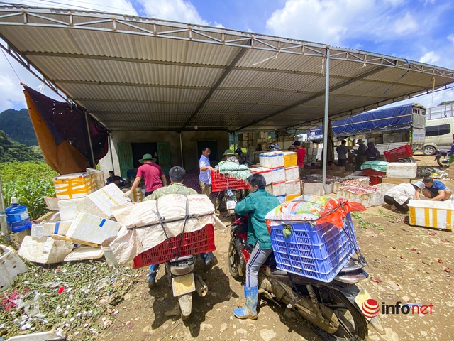 Sơn La: Mận được mùa, quả to căng mọng, giá cao, giữa trưa các vườn vẫn tấp nập người thu hái - Ảnh 12.