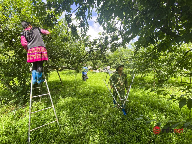 Sơn La: Mận được mùa, quả to căng mọng, giá cao, giữa trưa các vườn vẫn tấp nập người thu hái - Ảnh 8.