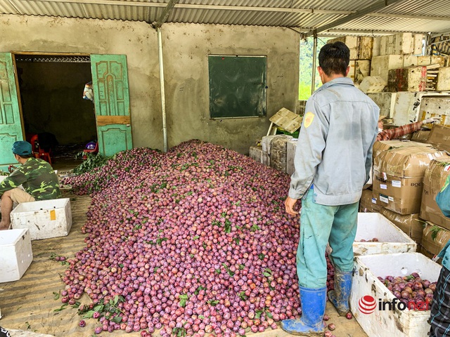 Sơn La: Mận được mùa, quả to căng mọng, giá cao, giữa trưa các vườn vẫn tấp nập người thu hái - Ảnh 10.