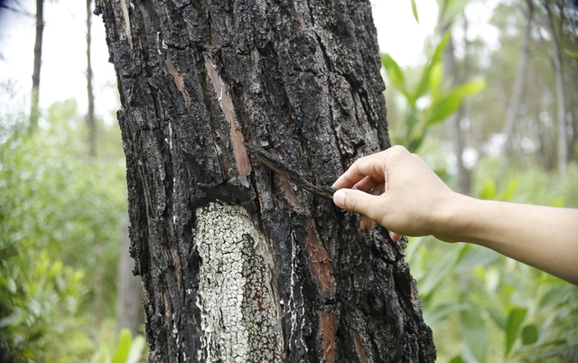  Hàng trăm cây thông ở Quảng Nam bị kẻ xấu khoan lỗ, đổ hóa chất đầu độc  - Ảnh 11.