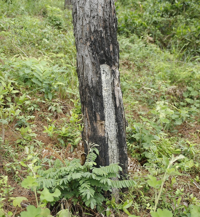  Hàng trăm cây thông ở Quảng Nam bị kẻ xấu khoan lỗ, đổ hóa chất đầu độc  - Ảnh 3.