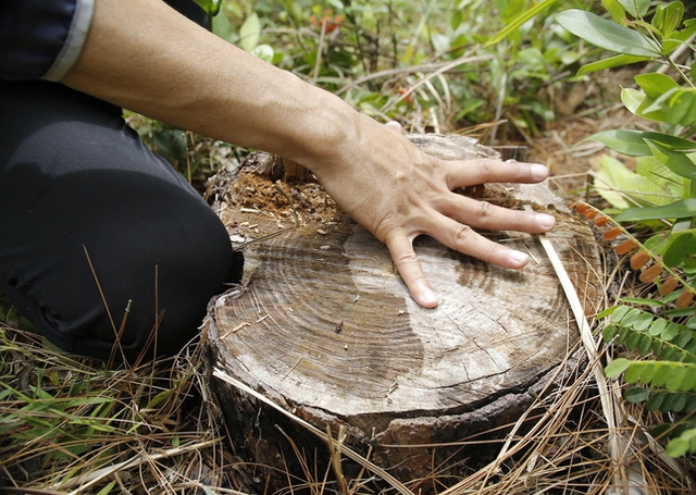  Hàng trăm cây thông ở Quảng Nam bị kẻ xấu khoan lỗ, đổ hóa chất đầu độc  - Ảnh 5.