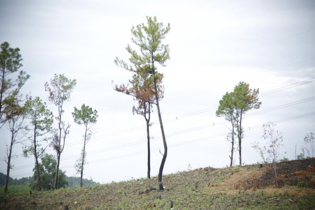  Hàng trăm cây thông ở Quảng Nam bị kẻ xấu khoan lỗ, đổ hóa chất đầu độc  - Ảnh 8.