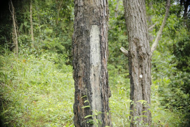  Hàng trăm cây thông ở Quảng Nam bị kẻ xấu khoan lỗ, đổ hóa chất đầu độc  - Ảnh 10.