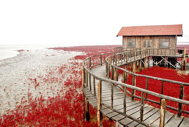  Bãi biển độc đáo ở Trung Quốc bình thường trong xanh nhưng đến mùa thu chuyển màu đỏ sặc sỡ đẹp mê hồn - Ảnh 3.