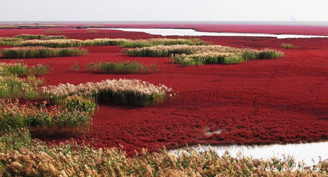  Bãi biển độc đáo ở Trung Quốc bình thường trong xanh nhưng đến mùa thu chuyển màu đỏ sặc sỡ đẹp mê hồn - Ảnh 4.