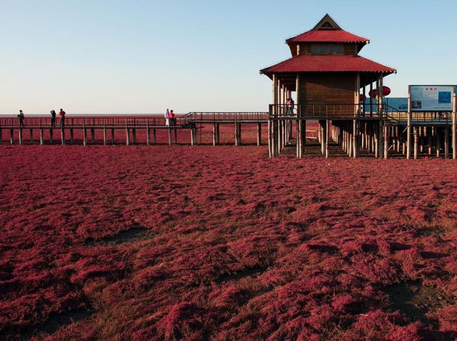  Bãi biển độc đáo ở Trung Quốc bình thường trong xanh nhưng đến mùa thu chuyển màu đỏ sặc sỡ đẹp mê hồn - Ảnh 5.