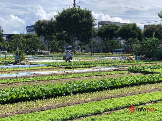 Biến hình khu đất bỏ hoang thành làng rau xanh mướt giữa nắng hè ở TP Đà Nẵng - Ảnh 1.