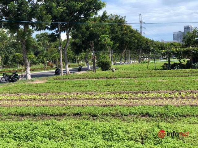 Biến hình khu đất bỏ hoang thành làng rau xanh mướt giữa nắng hè ở TP Đà Nẵng - Ảnh 2.