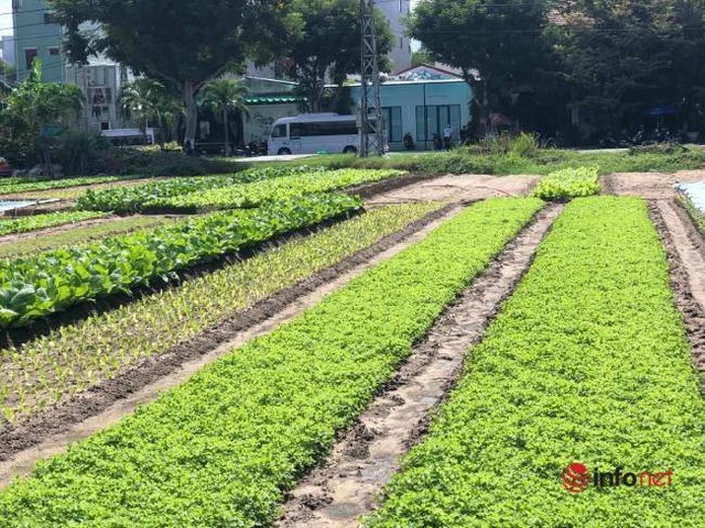 Biến hình khu đất bỏ hoang thành làng rau xanh mướt giữa nắng hè ở TP Đà Nẵng - Ảnh 9.