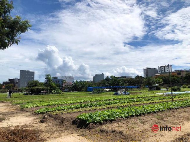Biến hình khu đất bỏ hoang thành làng rau xanh mướt giữa nắng hè ở TP Đà Nẵng - Ảnh 10.