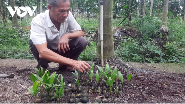 Trồng cau xuất khẩu, mô hình cho thu nhập gần nửa tỉ đồng/năm - Ảnh 2.