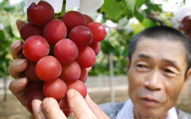 Nông dân Nhật Bản giới thiệu giống nho đỏ quý hiếm "Ruby Roman" tại thành phố Kahoku, quận Ishikawa. Ảnh tư liệu: AFP/TTXVN