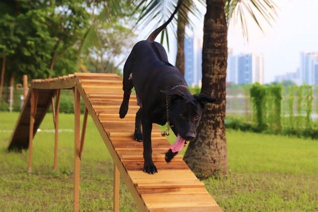 Ghé thăm công viên cho chó đầu tiên tại Hà Nội: Nhiều đồ chơi và khu vực ăn dành riêng cho thú cưng - Ảnh 10.