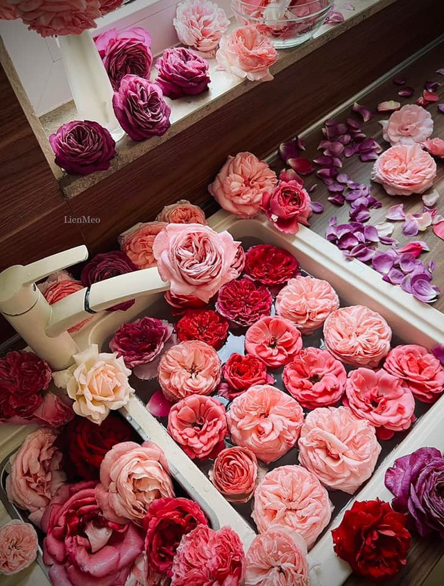Mãn nhãn khu vườn ngập tràn hoa hồng đẹp tựa chốn bồng lai của mẹ Việt ở Đức - Ảnh 5.