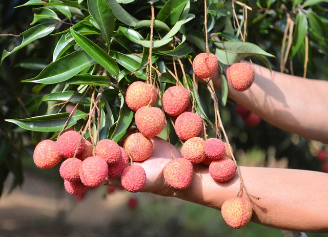 Cận cảnh vườn vải thiều không hạt ở Bắc Giang: Thơm ngọt, không bị sâu đầu, 100.000 đồng/kg vẫn không có để bán - Ảnh 4.