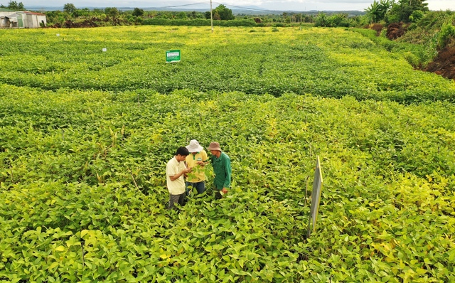 Trạm khảo nghiệm đậu nành Tây Nguyên tại huyện huyện Cư Jút – tỉnh Đắk Nông của Vinasoy.