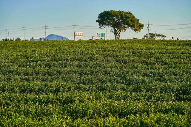  4 điểm đến cực đẹp ở hòn đảo mộng mơ Jeju mà ai đam mê thiên nhiên nhất định phải ghé qua - Ảnh 6.