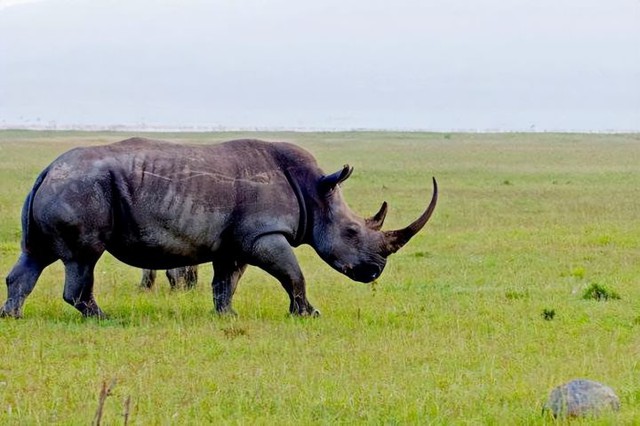 Hóa ra Trung Quốc đã từng tồn tại nhiều loài tê giác hơn cả Châu Phi - Ảnh 1.