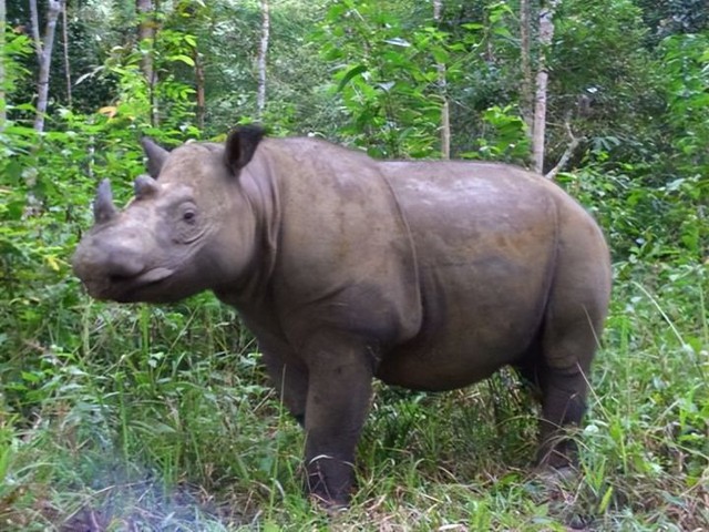 Hóa ra Trung Quốc đã từng tồn tại nhiều loài tê giác hơn cả Châu Phi - Ảnh 9.