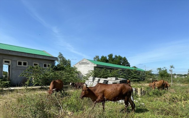 Dự án thành điểm chăn thả gia súc Ảnh: Nguyễn Ngọc
