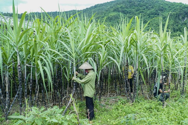 Đại gia Việt thâu tóm doanh nghiệp từ tay người Pháp, sau 13 năm biến thành công ty TỶ USD nhờ trồng gần 68.000 ha chỉ một thứ cây rẻ bèo - Ảnh 3.
