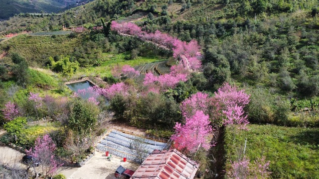 Ngất ngây Mù Cang Chải phủ rực sắc hồng, tín đồ du lịch náo nức vượt đèo ‘mục sở thị’  - Ảnh 2.