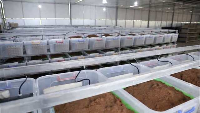 Tham quan nông trại và nhà máy sản xuất dế lớn nhất Việt Nam của Cricket One: Tận dụng từ chân đến phân dế, nâng cấp món ăn chơi vùng quê thành công nghiệp thực phẩm mới - Ảnh 2.