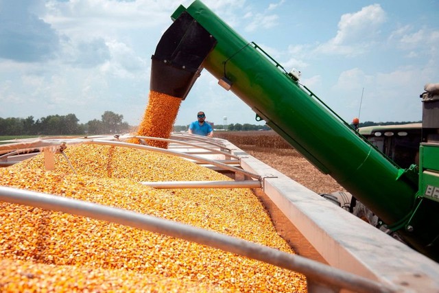 Mỹ đang đánh mất 'ngôi vương' xuất khẩu ngô vào tay một quốc gia Nam Mỹ: là nhà cung cấp số 1 mà Việt Nam đã tăng mua gần 300% trong 7 tháng đầu năm 2023 - Ảnh 1.