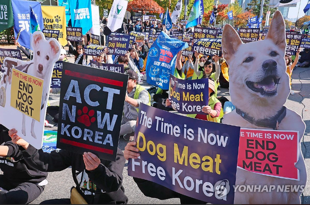 Phố thịt chó tại Hàn Quốc ảm đạm sau ngày quốc hội thông qua luật cấm: &quot;Tôi đã kiếm sống từ nhà hàng này hơn 40 năm, sau này tôi không biết mình sẽ phải làm gì&quot; - Ảnh 3.