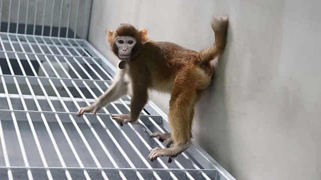 Trung Quốc nhân bản thành công 'Tôn Ngộ Không': Kịch bản khỉ trỗi dậy thay thế con người liệu có thành hiện thực? - Ảnh 2.