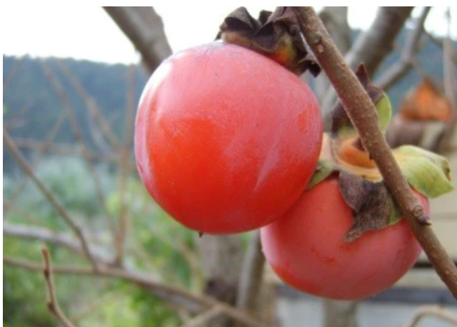 Loại quả "của các vị thần" ngọt mát nhưng chống ung thư, giảm mỡ máu hiệu quả, giảm nguy cơ tiểu đường, là biểu tượng may mắn dịp Tết - Ảnh 4. Loại quả "của các vị thần" ngọt mát nhưng chống ung thư, giảm mỡ máu hiệu quả, giảm nguy cơ tiểu đường, là biểu tượng may mắn dịp Tết - Ảnh 4.