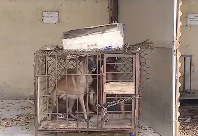 Lời hối hận muộn màng của chủ 2 con chó becgie cắn bé gái 5 tuổi tử vong- Ảnh 1. Lời hối hận muộn màng của chủ 2 con chó becgie cắn bé gái 5 tuổi tử vong- Ảnh 1.