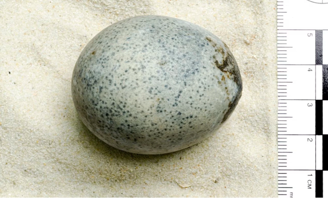 Cận cảnh quả trứng vẫn nguyên lòng đỏ, lòng trắng sau 1.700 năm, có thể tiết lộ bí mật về loài chim gần hai thiên niên kỷ trước - Ảnh 1.