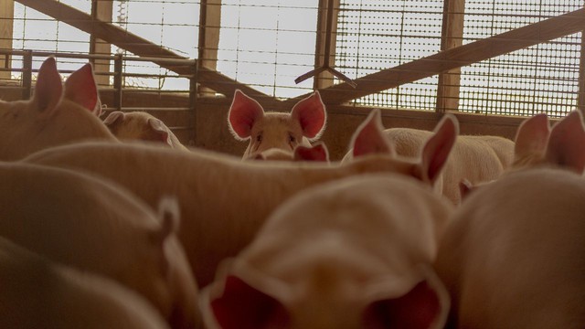 520 năm lịch sử ‘đau thương’ của thịt lợn Mỹ: Mãi mãi là kẻ đứng sau, dư thừa đến mức người dân ăn không hết, nông dân lỗ 30 USD trên mỗi đầu heo - Ảnh 1.