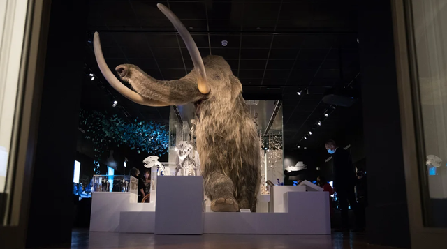 Các nhà khoa học Mỹ chuẩn bị hồi sinh voi ma mút khổng lồ - Ảnh 1.