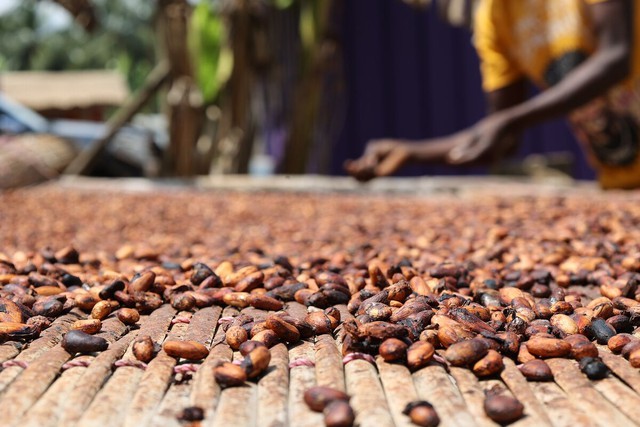Ngày tàn của Chocolate: Mất mùa, thay đổi khí hậu khiến Cacao khan hiếm, các doanh nghiệp đổi sang dùng ‘hàng thay thế’, giảm kích cỡ sản phẩm để ‘lừa’ người tiêu dùng - Ảnh 4.