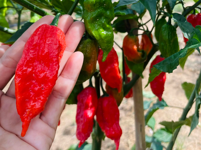 Founder hãng tương ớt “cay quá đã”, “cay như quỷ”: Lên Google học lên men 1 tấn ớt, đem giống ớt cay đạt kỷ lục Guinness trồng tại Việt Nam, đưa lên kệ tất cả các sàn TMĐT- Ảnh 2.