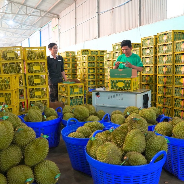 3 ngày sau phiên live ‘chê Quang Linh Vlog ăn quá nhiều’, CEO FoodMap chính thức lên tiếng: 360kg sầu riêng bị hoàn trả, xin lỗi vì đã phối hợp với người phát ngôn chưa phù hợp- Ảnh 3.