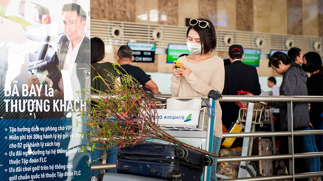 Các hãng hàng không thu bao nhiêu tiền vận chuyển mai, đào dịp Tết 2026? - Ảnh 1.