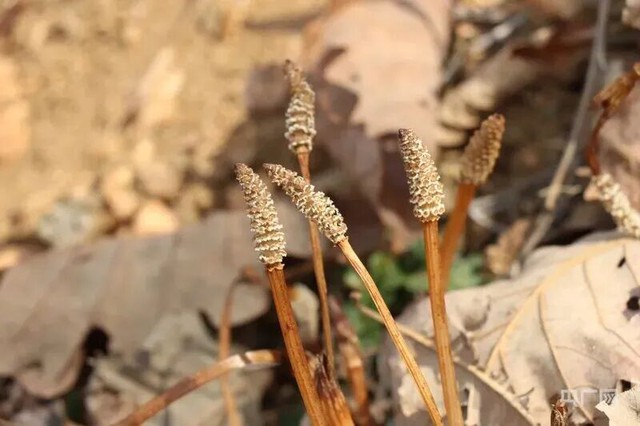 Cậu bé 8 tuổi chỉ tay vào bụi cỏ nói 