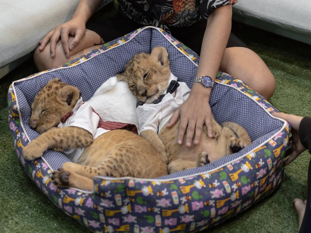 Báo hoa, sư tử, cá rồng: Khi thú cưng độc dị trở thành ngôn ngữ quyền lực của người giàu  - Ảnh 6.