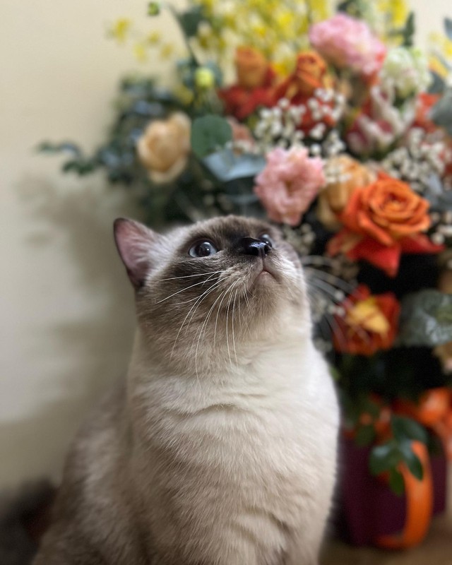 Chú mèo thần tài màu tím giữa Bangkok, khi một thương hiệu thức ăn thú cưng