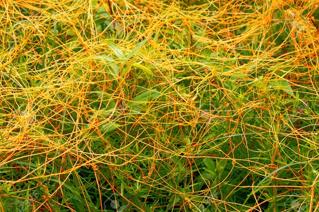 32766230-dodder-genus-cuscuta-is-a-parasitic-plant-that-is-totally-dependent-on-other-host-plants-for-surviva-stock-photo-1474685028242.jpg
