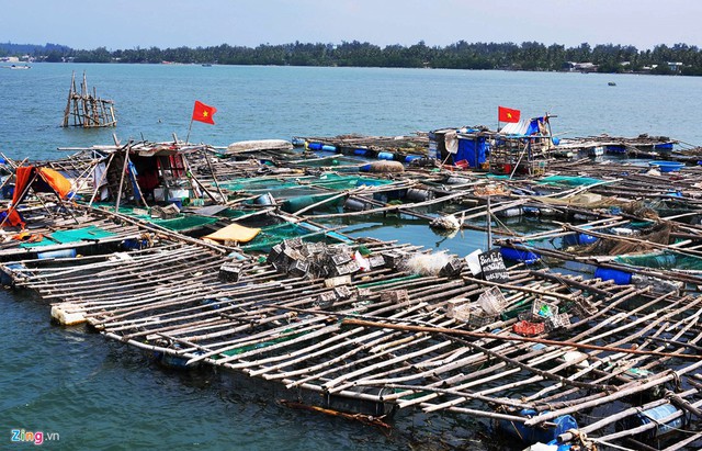 Nghề nuôi tôm hùm, cá bớp, hàu sữa ở vùng biển Sa Huỳnh - Ảnh 1.