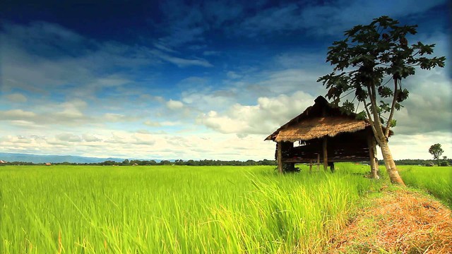 [a Tùng- bài pv chuyên gia] Để nông nghiệp Việt Nam cất cánh, hãy để người nông dân tự quyết định trên mảnh đất của mình - Ảnh 1.