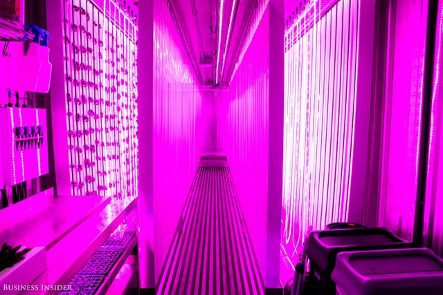 
Khác hẳn với cách canh tác ngoài trời, các hạt mầm được nuôi dưỡng nhờ nguồn nước giàu chất dinh dưỡng và những ánh đèn LED màu hồng chứ không hề tiếp xúc với đất hay ánh sáng mặt trời.
